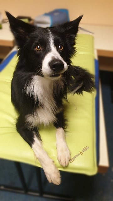 Sykes bei Dogs4motion zum check-up